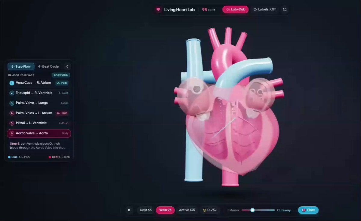 Interactive 3D beating heart cross-section