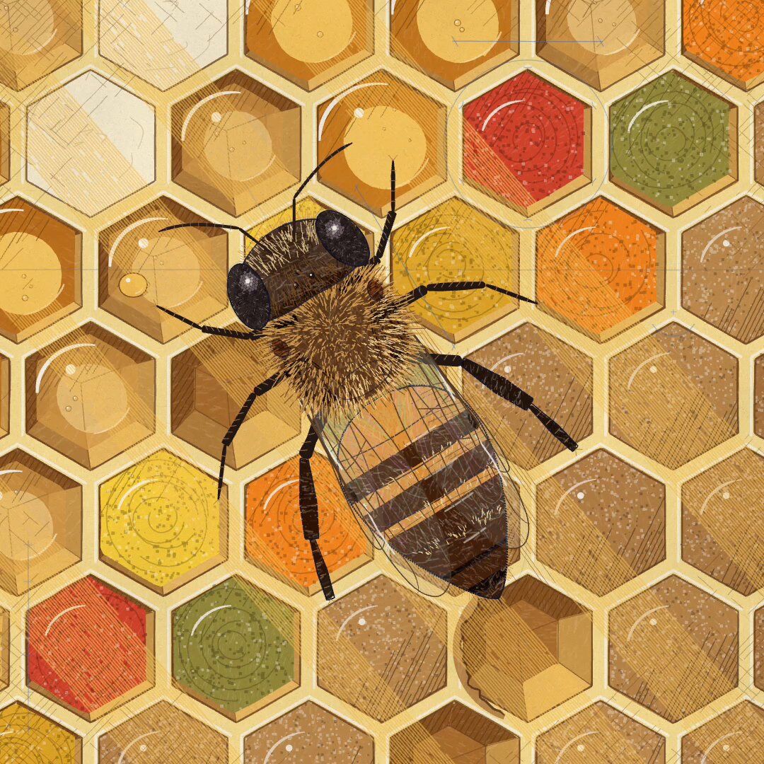 The life of a honey bee animation in JavaScript