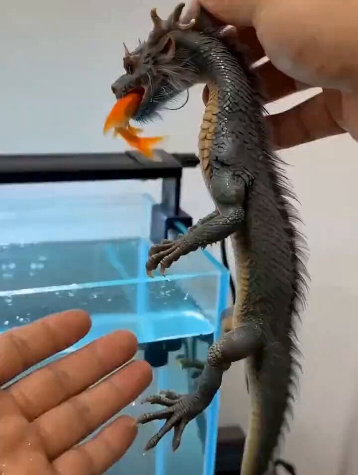 Dragon King inside a fish tank