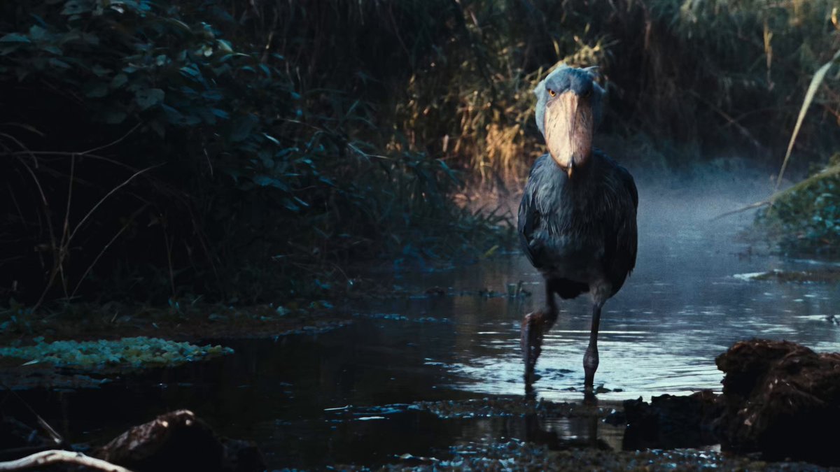 Shoebill bird short film created with Seedance 2.5